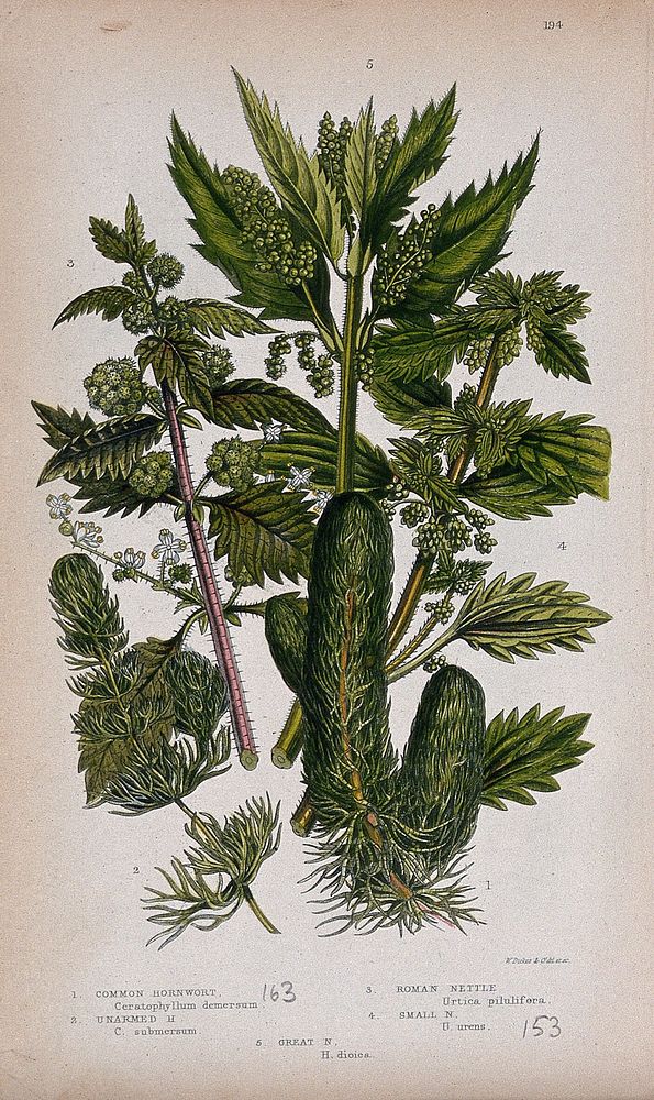 Five flowering plants, including hornworts (Ceratophyllum species) and nettles (Urtica species). Chromolithograph by W.…