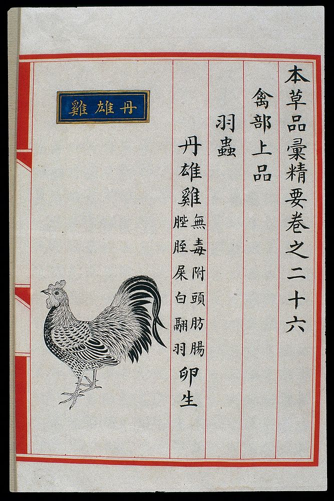 Chinese Materia Medica illustration, Ming: Red cockerel
