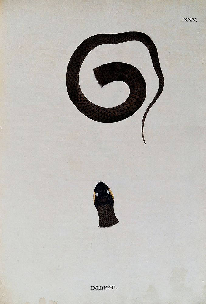 A snake, dark brown in colour with yellow markings on either side of the eyes: two figures, showing the head, and the lower…