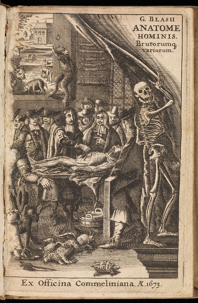 Miscellanea anatomica hominis... frontispiece, featuring a skeleton.