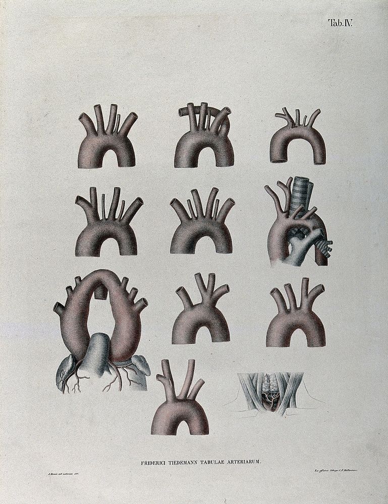 The aortic arch and the arteries of the neck: eleven figures. Coloured lithograph by J. Roux, 1822.