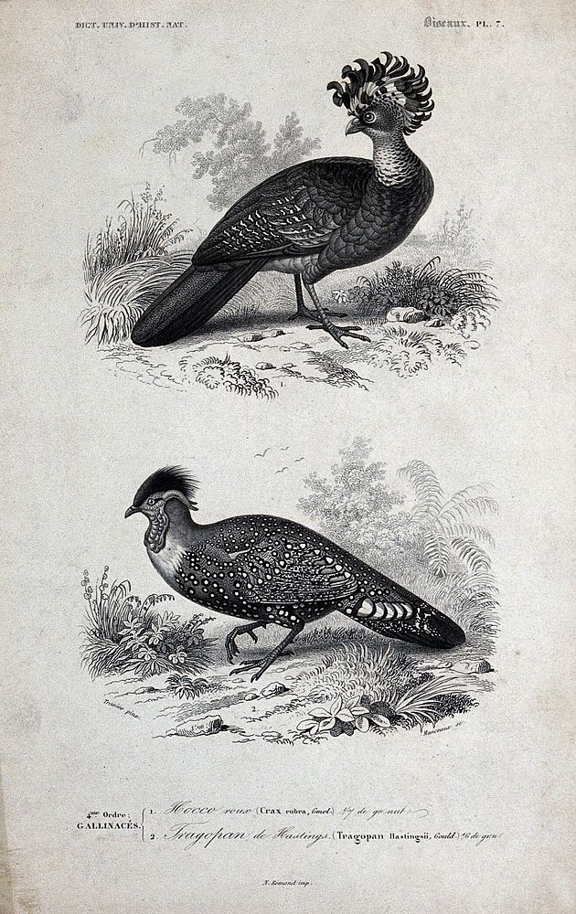Above, a cockrel (crax rubra); below, an asian pheasant of the genus tragopan, with fleshy horns on its head. Engraving by…