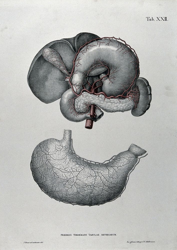 Dissections of the stomach: two figures, with the arteries and blood vessels indicated in red. Coloured lithograph by J.…