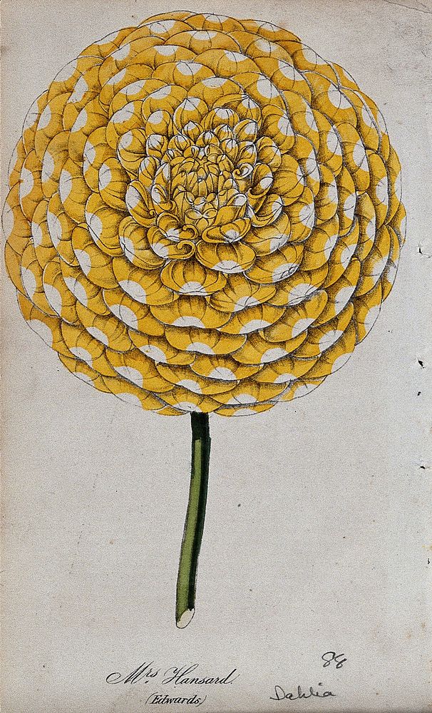 A garden dahlia (Dahlia 'Mrs. Hansard'): one large flower. Coloured lithograph, c. 1850.