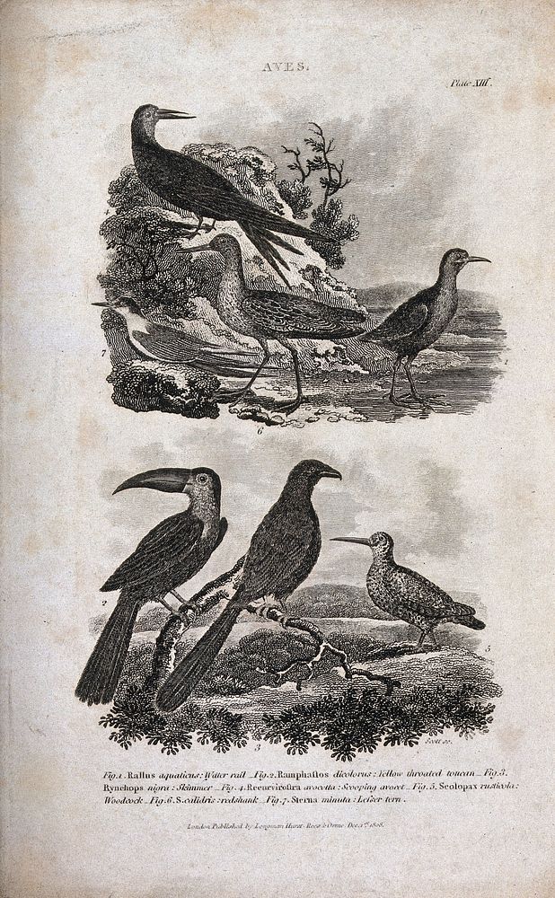Seven birds: water rail, toucan, skimmer, avocet, woodcock, redshank and lesser tern. Etching by J. Scott, ca. 1808.