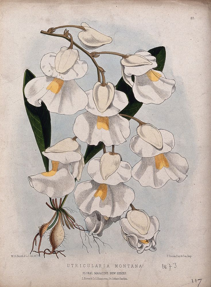 A plant (Utricularia montana): flowering stem. Coloured lithograph by W. G. Smith, c. 1873, after himself.