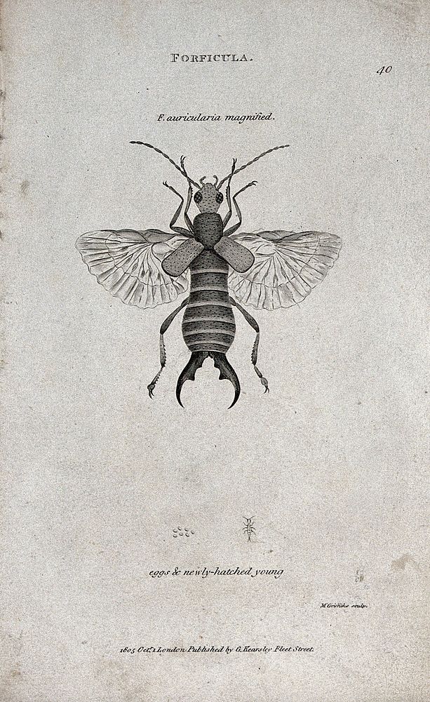 A Forficula auricularis shown as imago with eggs and newly-hatched young. Etching by M. Griffith.