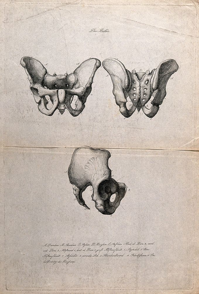 Bones of the pelvis: three figures. Etching, ca. 1871.