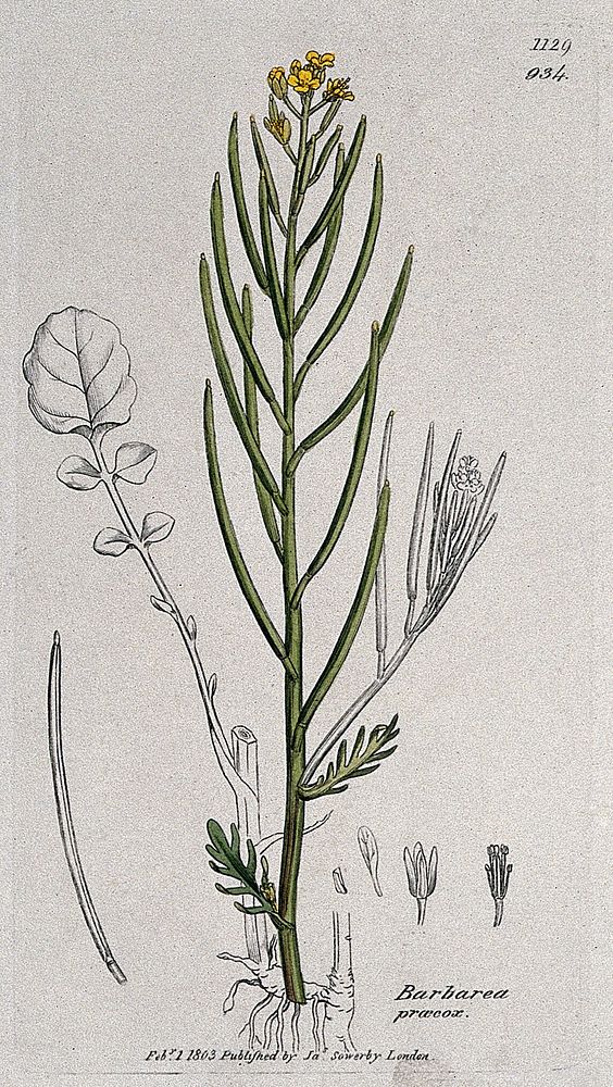 Land cress (Barbarea verna): flowering stem, leaf and floral segments. Coloured engraving after J. Sowerby, 1803.