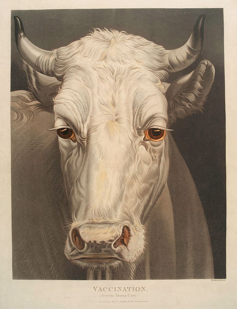 A cow named "Vaccination". Coloured aquatint by M. Dubourg, 1810.