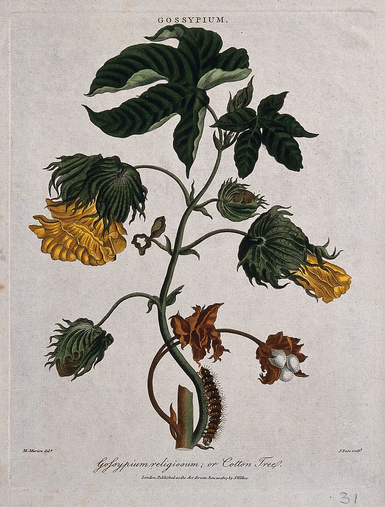 Tree cotton (Gossypium arboreum): flowering and fruiting stem with caterpillar. Coloured etching by J. Pass, c. 1807, after…