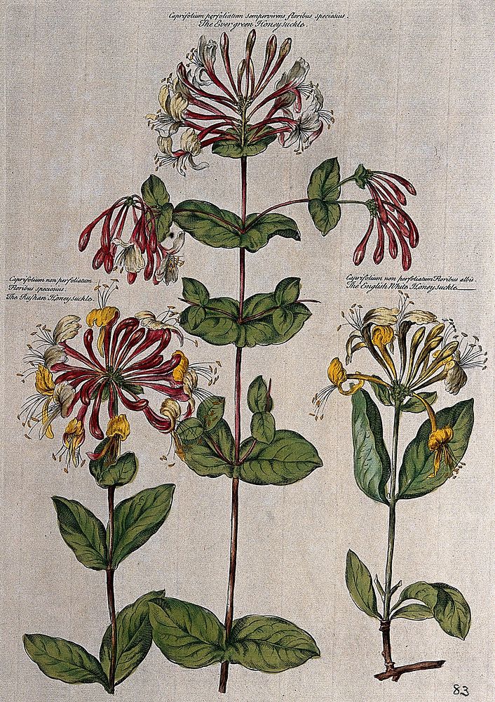 Honeysuckle (Lonicera species): three varieties. Coloured engraving by H. Fletcher after J. van Huysum.