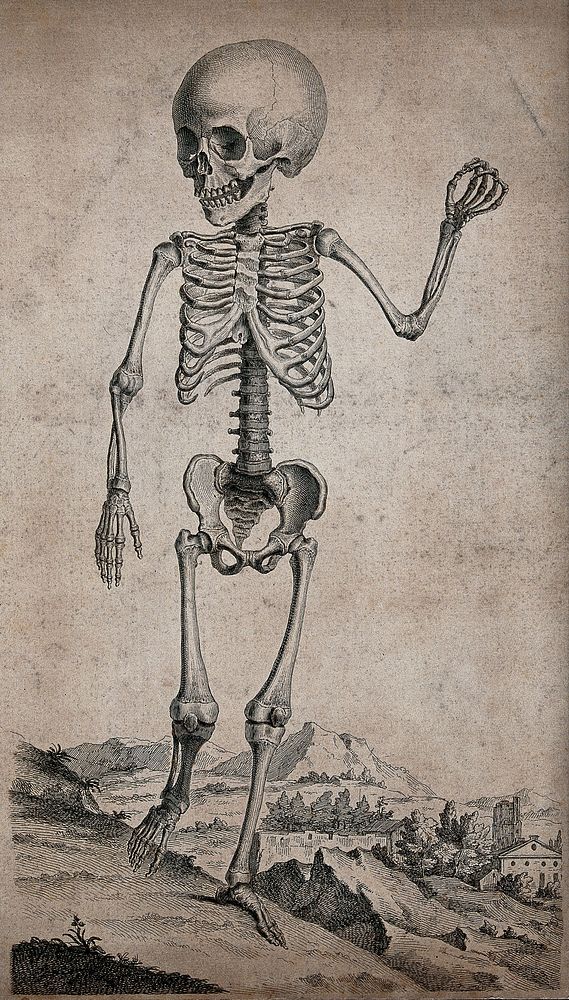 The skeleton of a child standing in an Italianate landscape. Engraving after W. Cheselden, 1733.