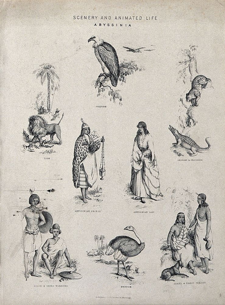 Abyssinia (Ethiopia): animals and indigenous people, including an Abyssinian priest, Adael and Shoho warriors. Lithograph.