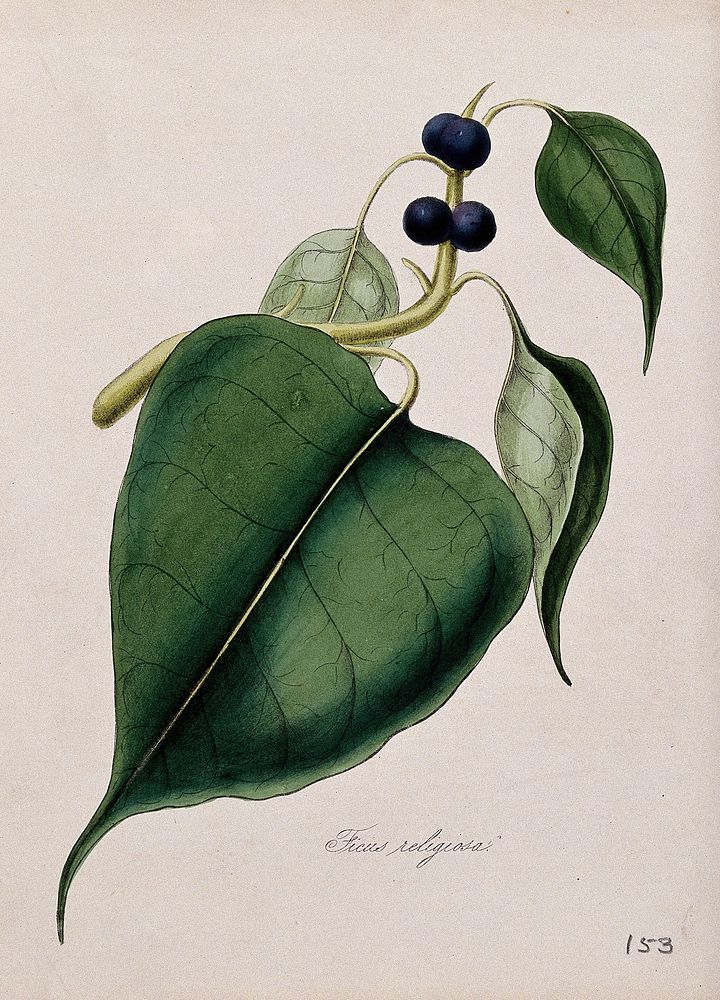 Peepul tree (Ficus religiosa): fruiting stem. Coloured lithograph after M. A. Burnett, c. 1843.