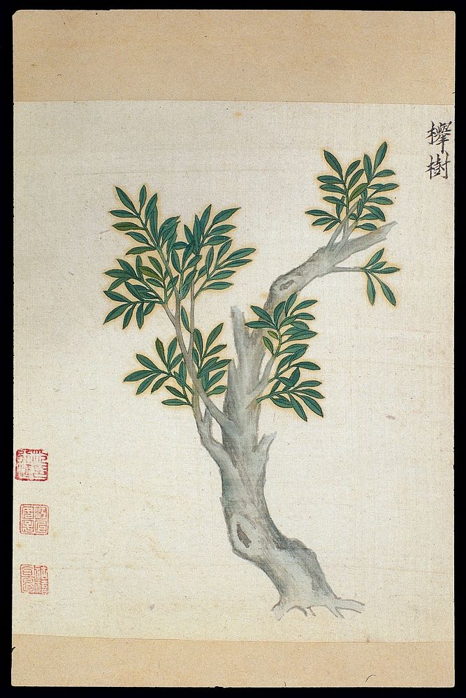 Ming herbal (painting): Zelkova tree