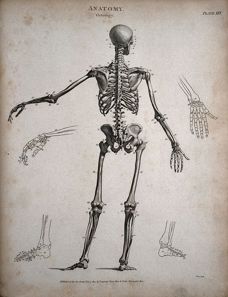 A standing skeleton: back view, with left arm extended and outline diagrams showing the bones of the hands and feet.…