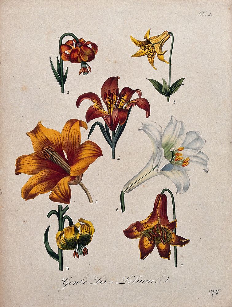 Seven flowers from different types of lily (Lilium species). Coloured lithograph.