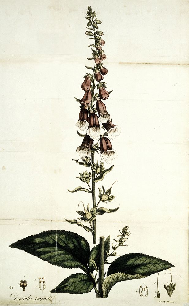 An account of the foxglove, and some of its medical uses: with practical remarks on dropsy, and other diseases / By William…
