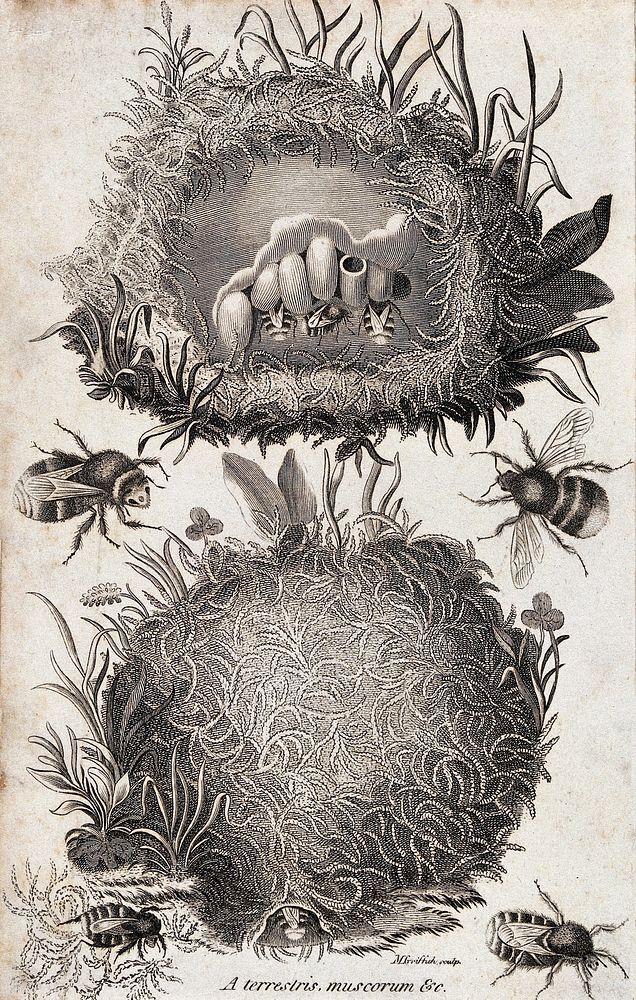 A bee's nest: external and internal views. Etching by M. Griffith.