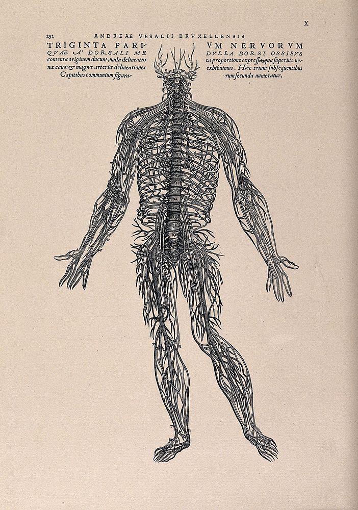 An arrangement of the spinal nerves. Photolithograph, 1940, after a woodcut, 1543.