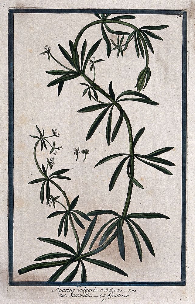 Goose-grass or cleavers (Galium aparine L.): flowering and fruiting stem with separate flower and fruit. Coloured etching by…