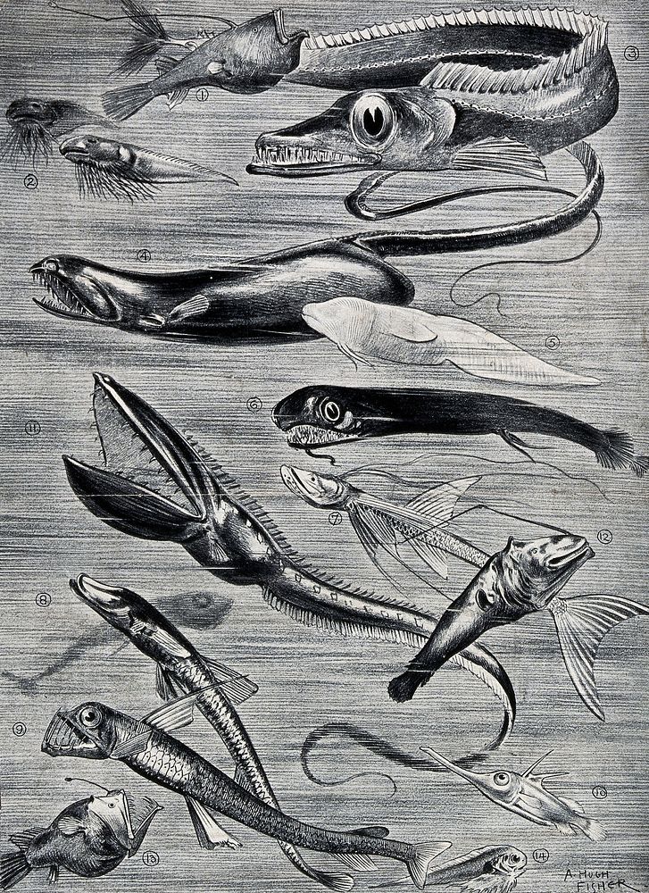 A variety of sea-fish. Line block after an etching by A. Hugh Fisher.