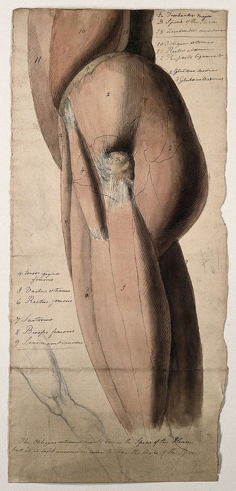 Gluteal and femoral muscles of the leg: side view, with a small pencil sketch of a leg. Pen and ink, with pink and brown…