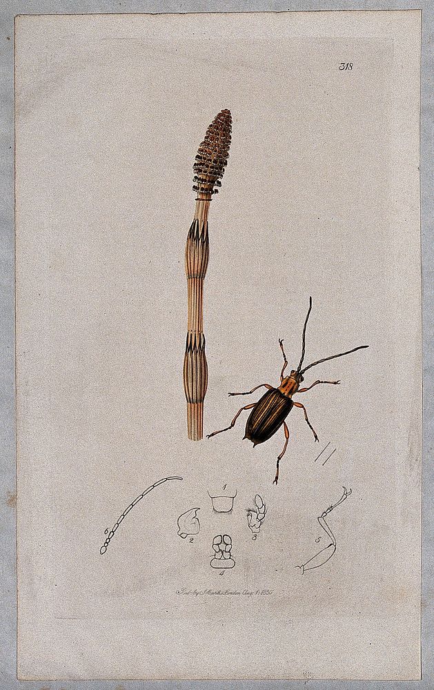 A horsetail plant (Equisetum species) with an associated beetle and its anatomical segments. Coloured etching, c. 1830.