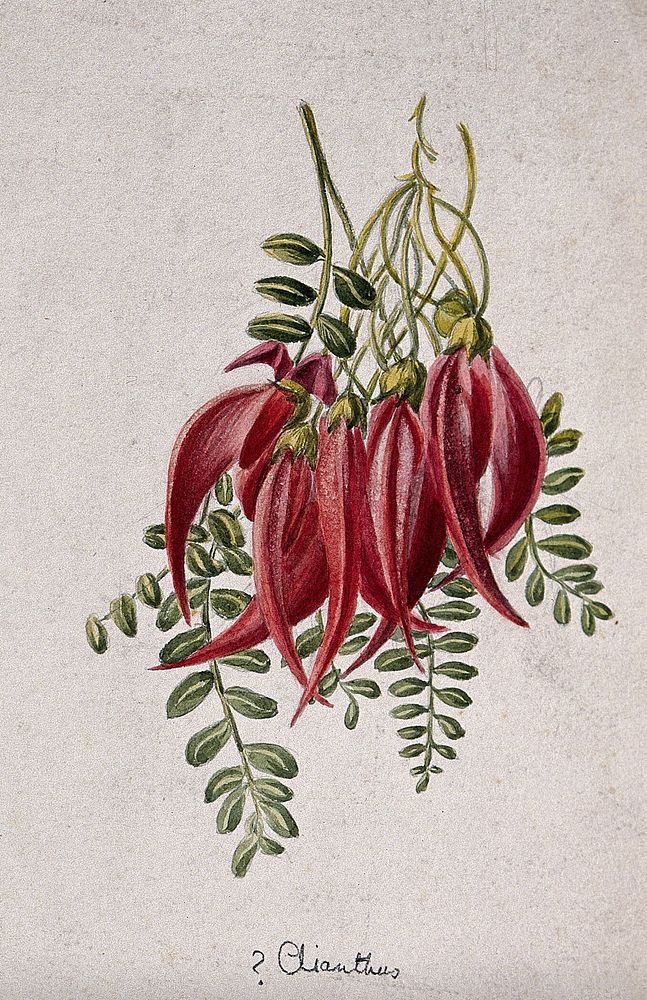 Glory pea (Clianthus puniceus): flowers and leaves. Watercolour drawing.