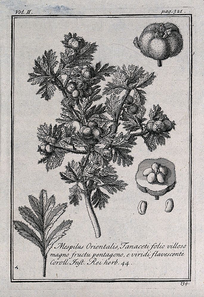 Medlar (Mespilus germanica): fruiting stem, leaf and fruit segments. Etching, c. 1718, after C. Aubriet.