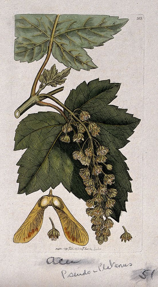 Sycamore (Acer pseudoplatanus): flowering stem, leaves, fruit and floral segments. Coloured engraving after J. Sowerby, 1796.