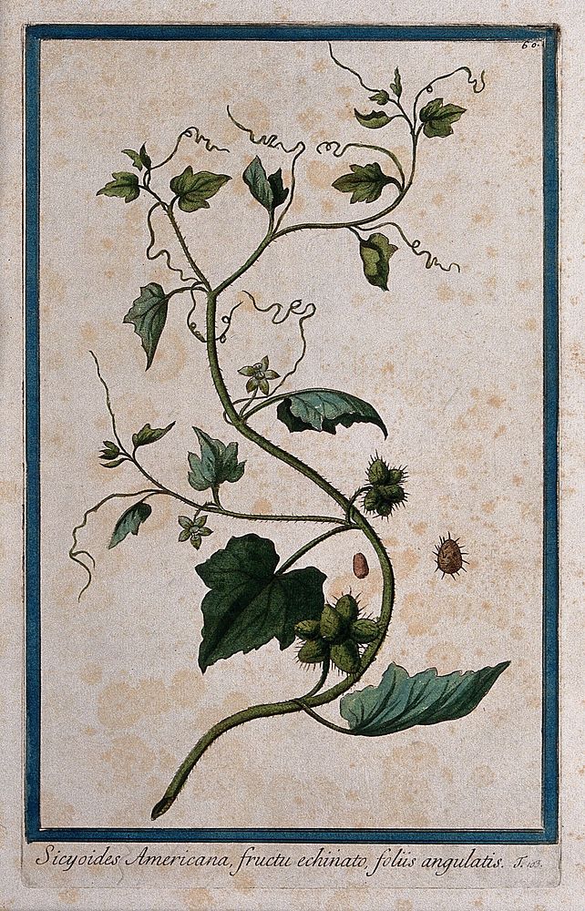 A plant (Sicyos sp.) related to bur cucumber: flowering and fruiting stem with separate fruit and seed. Coloured etching by…