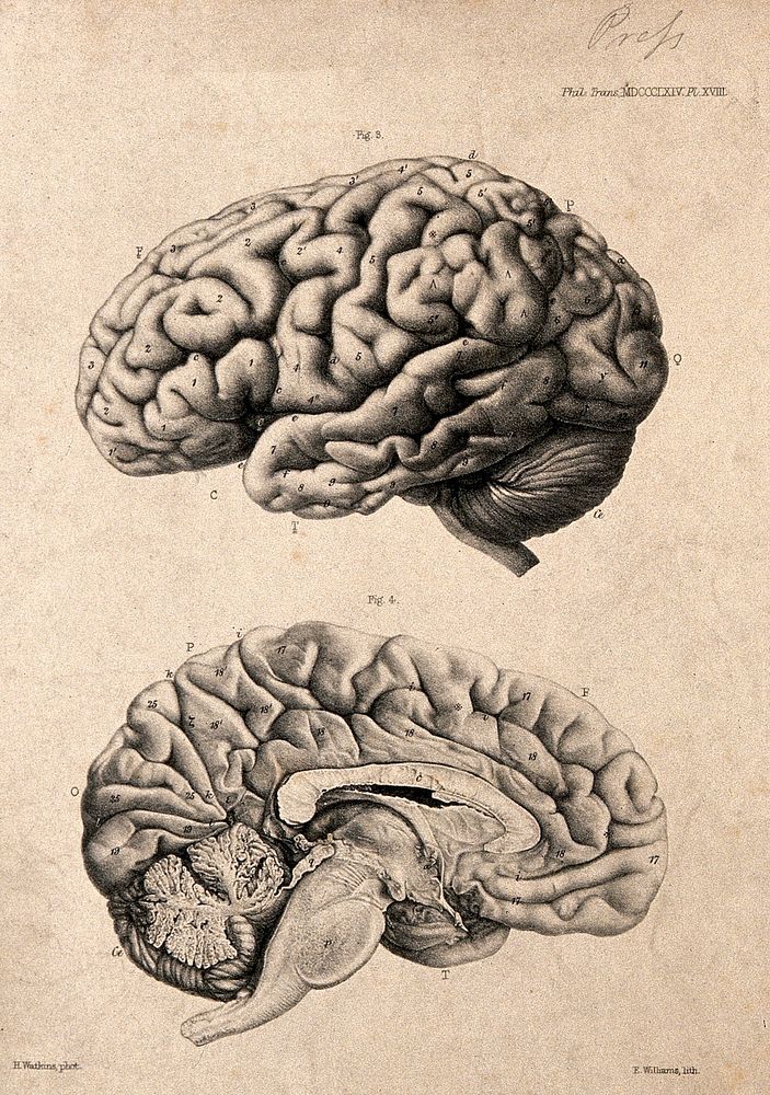 Brain of an African Bushwoman: two figures, views from the left and cross-section. Lithograph by E.M. Williams after H.…