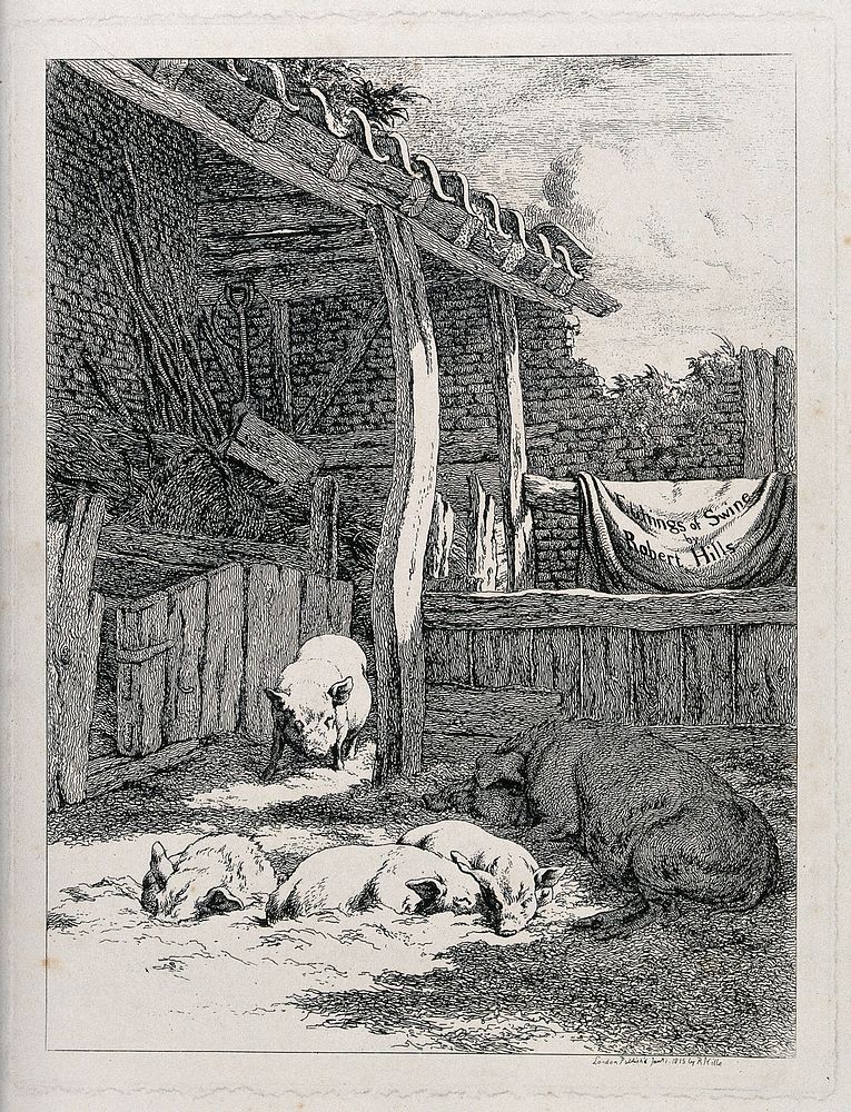 An outdoor pen of five pigs with the interior of a farm shed behind. Etching by R. Hills, ca 1815.