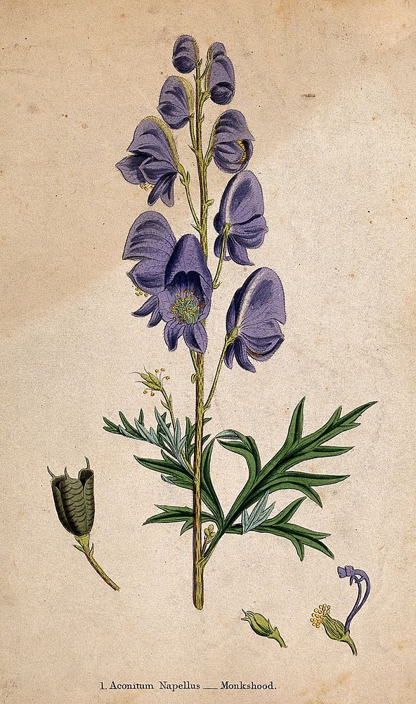 Monkshood (Aconitum napellus): flowering stem | Free Photo Illustration ...