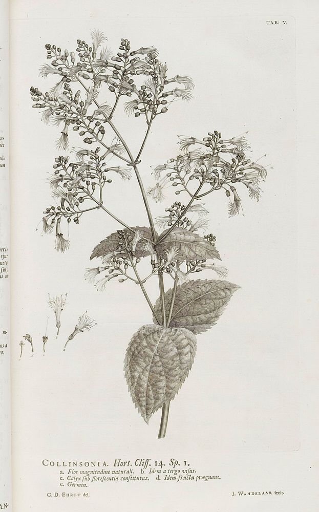 Hortus Cliffortianus plantas exhibens quas in hortis tam vivis quam siccis, Hartecampi in Hollandia / coluit ... Georgius…