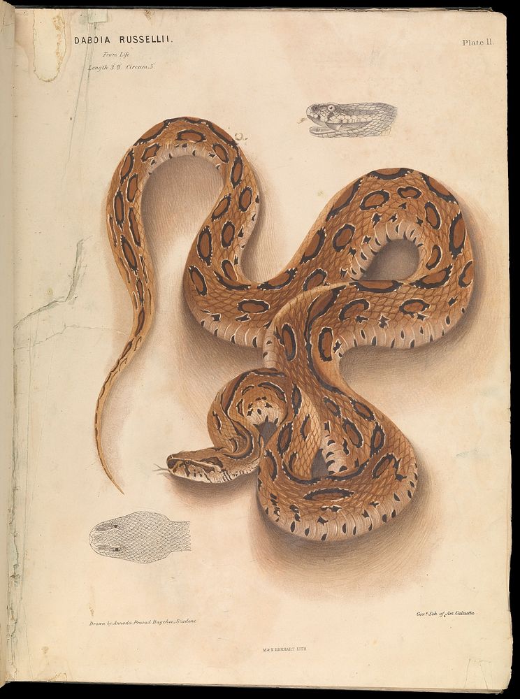 The Thanatophidia of India : being a description of the venomous snakes of the Indian Peninsula, with an account of the…