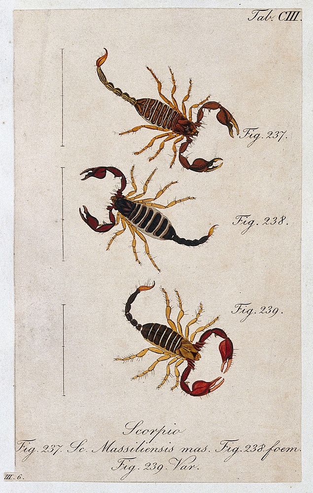 Three scorpions: a male and female Scorpio massiliensis and a variety of the species. Coloured engraving.