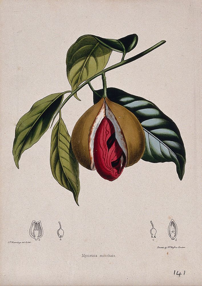 Nutmeg (Myristica fragrans): stem with fruit and nut and floral segments. Coloured lithograph by C. Rosenberg, c. 1850…