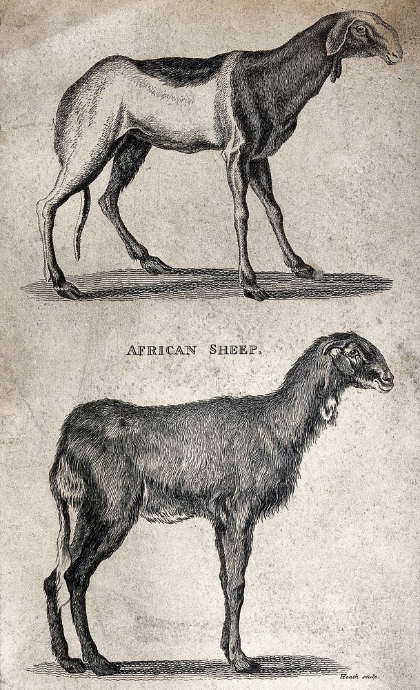 Two African sheep. Etching by Heath.