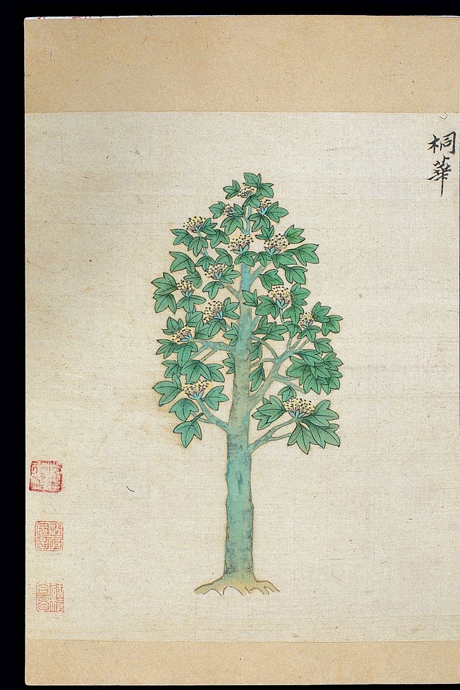 Ming herbal (painting): Paulownia