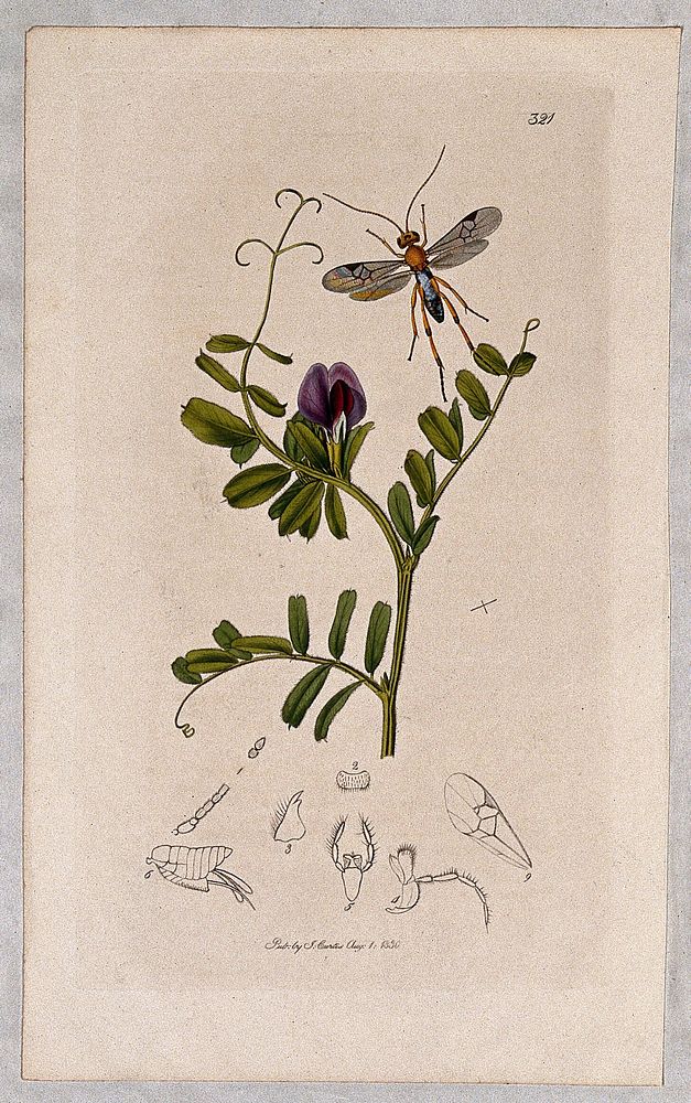 Vetch plant (Vicia sativa) with an associated insect and its anatomical segments. Coloured etching, c. 1830.