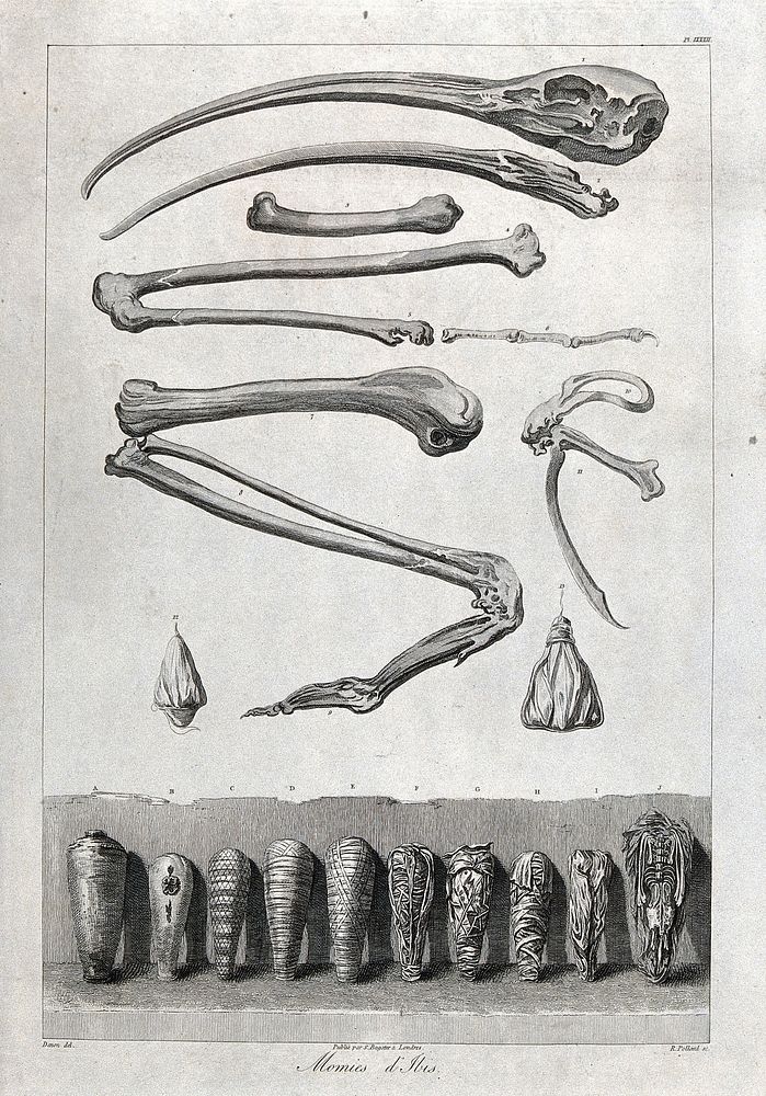 Bones and mummified remains of an ibis. Etching by R. Pollard after V. Denon.