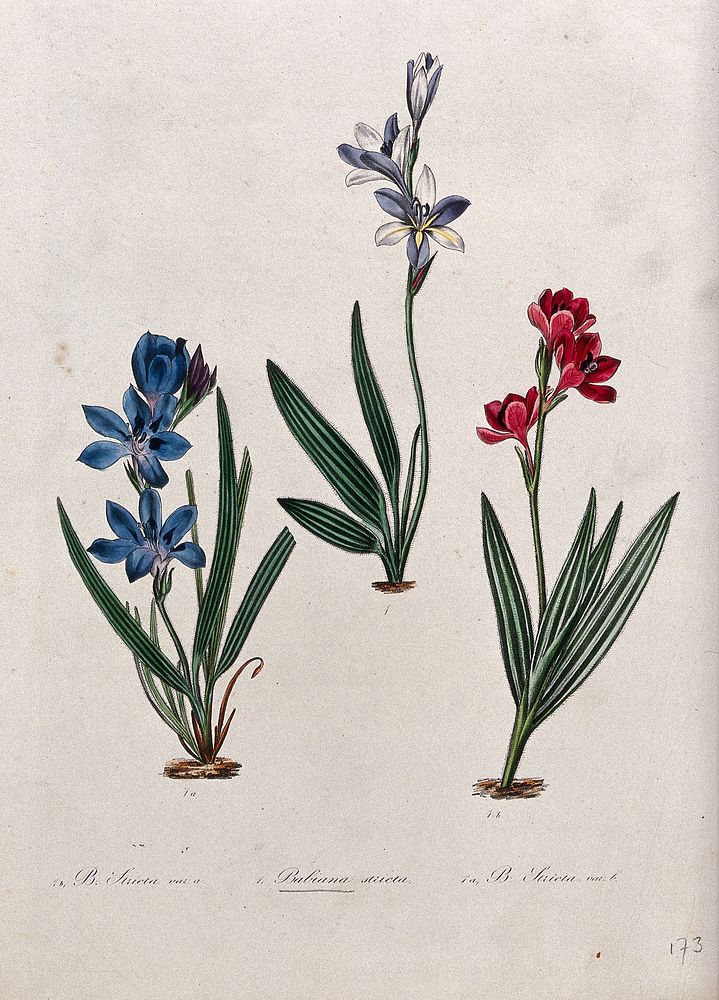 Three flowering plants, all varieties of the genus Babiana. Coloured lithograph.
