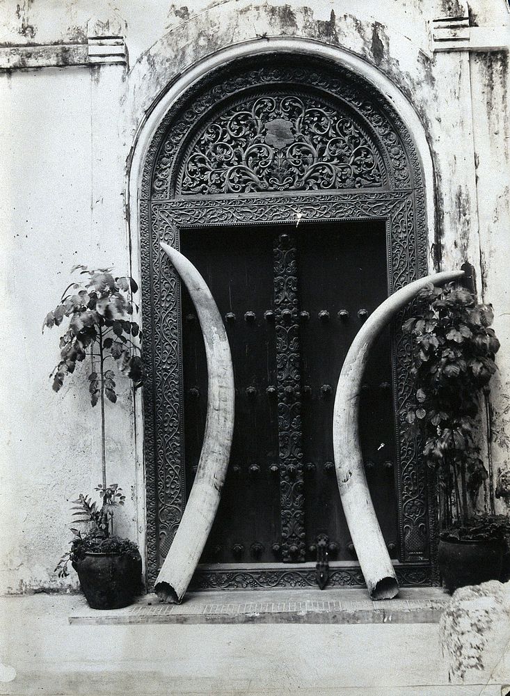 An ornate carved doorway in Zanzibar, with an enormous pair of elephant's tusks leaning against it.