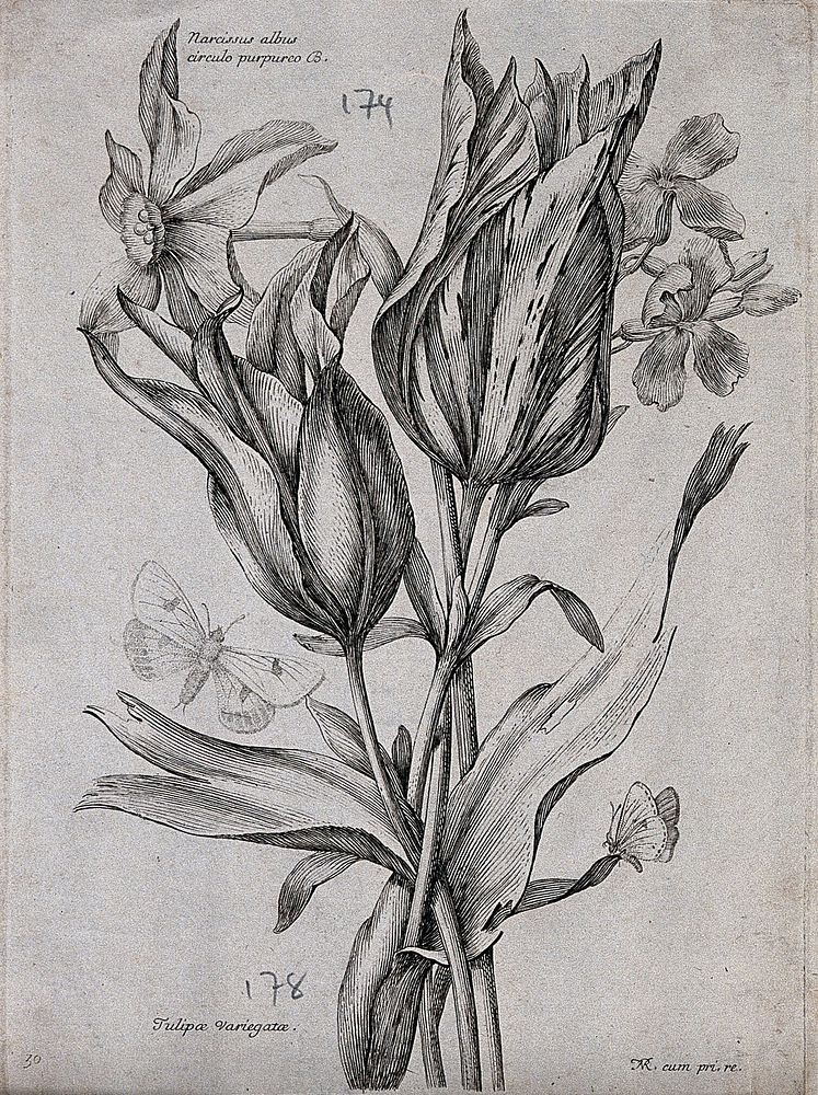 A daffodil (Narcissus species) and tulip (Tulipa species): flowering stems with two butterflies. Etching by N. Robert, c.…