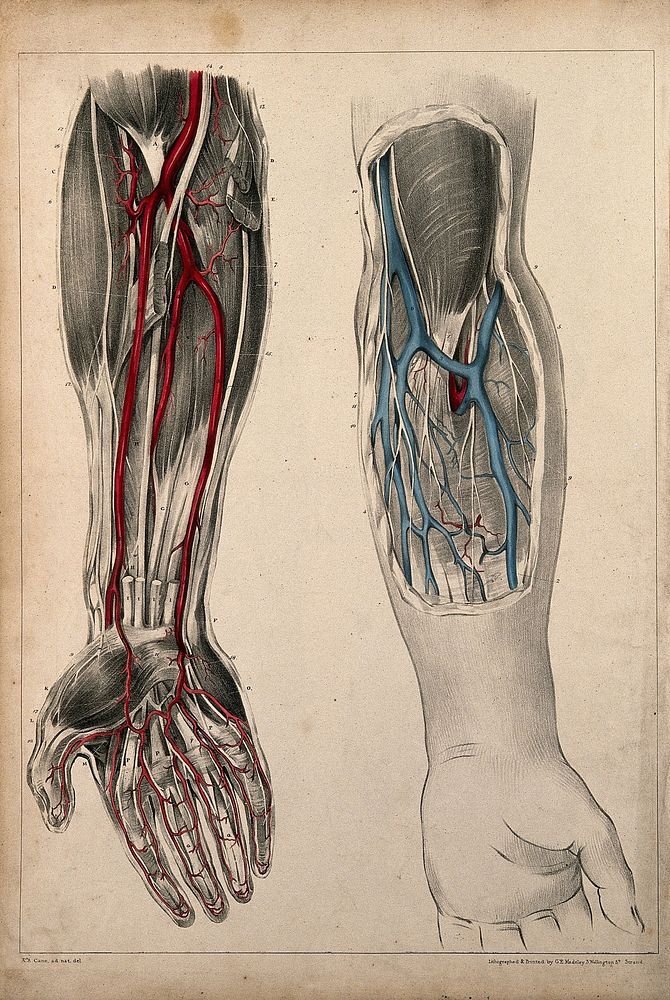 Vessels and muscles of the arm and hand: two figures showing dissections of a left and right arm and hand, with palms facing…