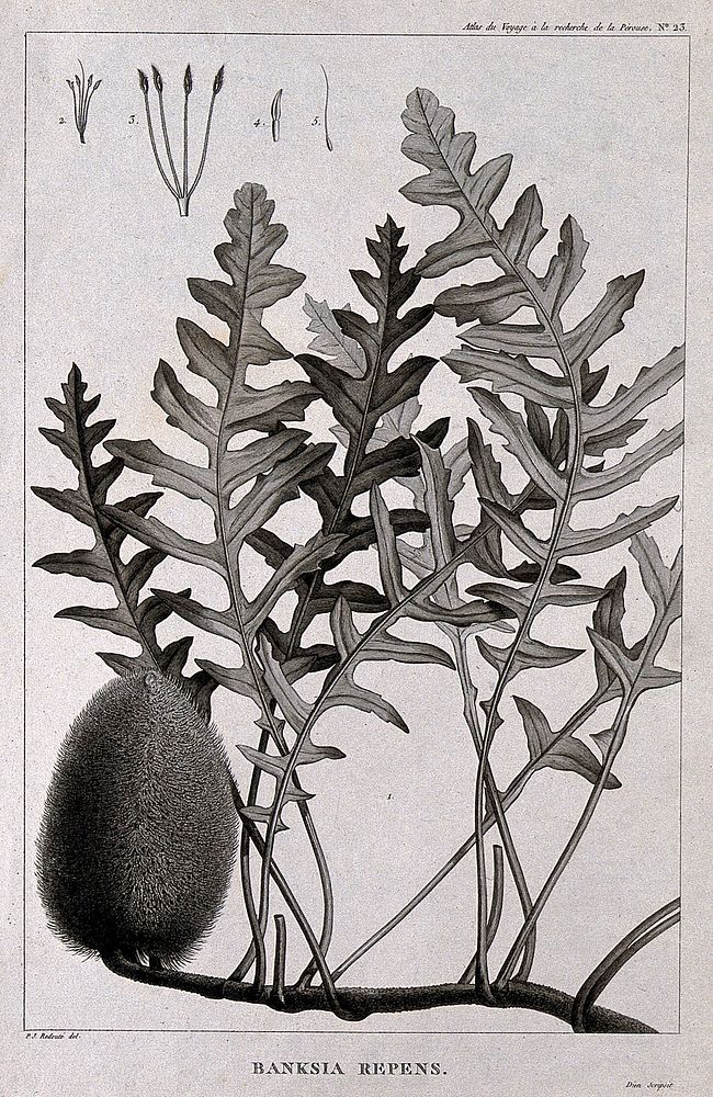 Australian honeysuckle (Banksia repens): flowering stem with floral segments. Engraving by C. Dien, c.1798, after P. J.…