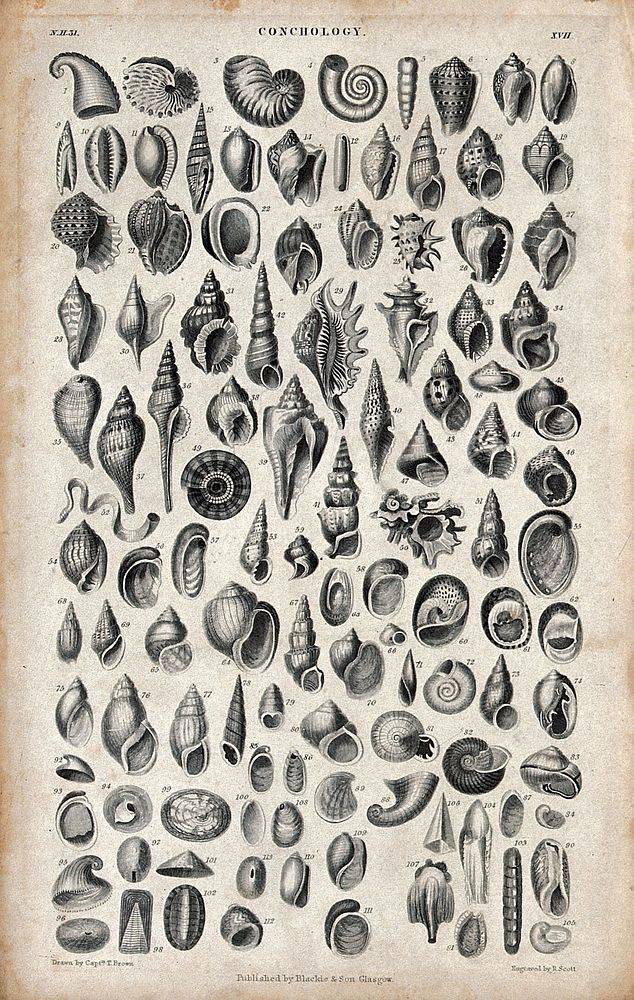 A table with 105 different shells. Engraving by R. Scott after Captain T. Brown.